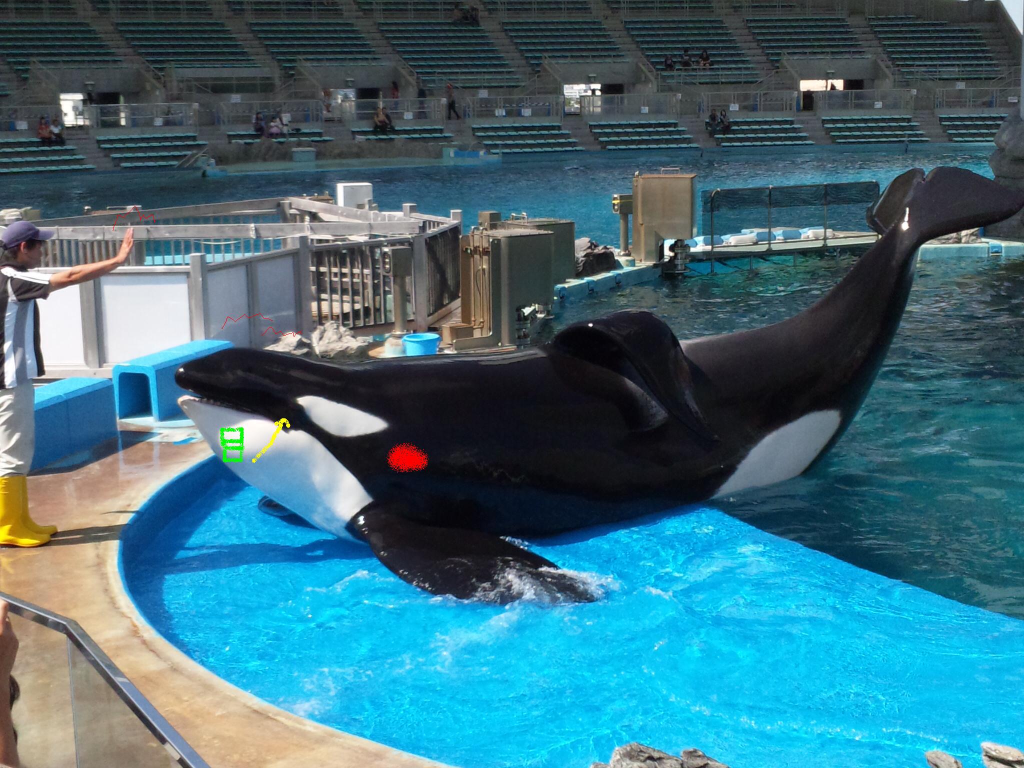 名古屋港水族館へ行ってきました シャチ編 店舗直送ブログ 株式会社ホンダカーズ東海