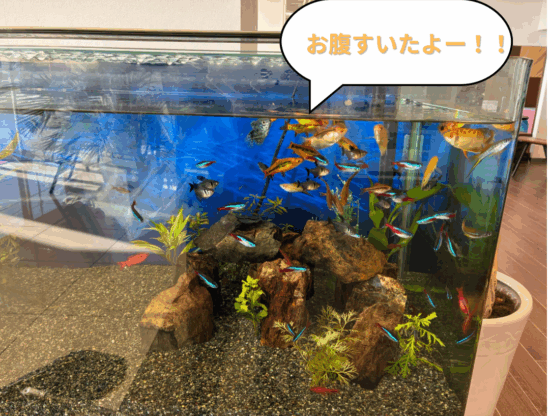 🐟水槽のお魚🐠