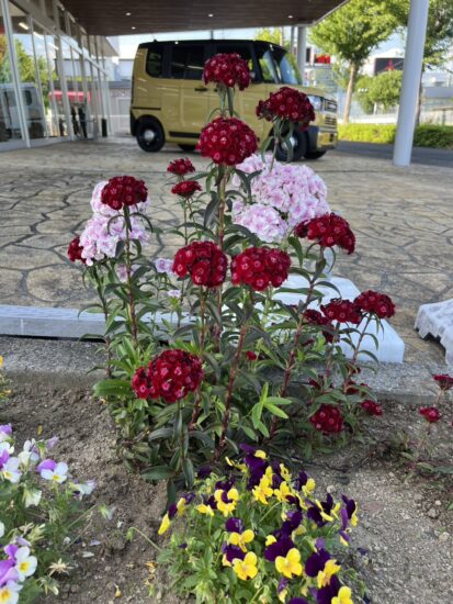 花壇にお花が咲きました♪