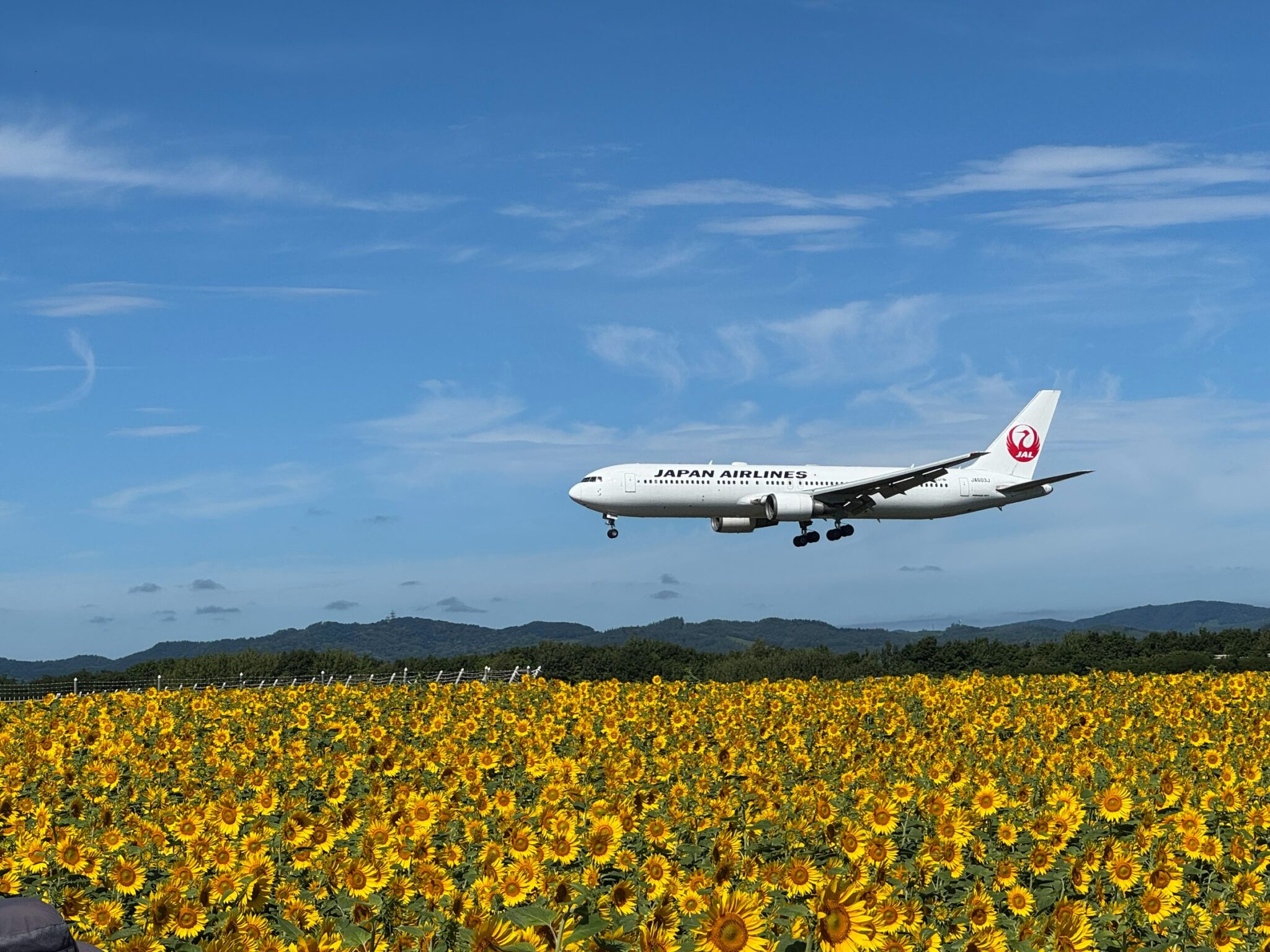 夏の思い出
