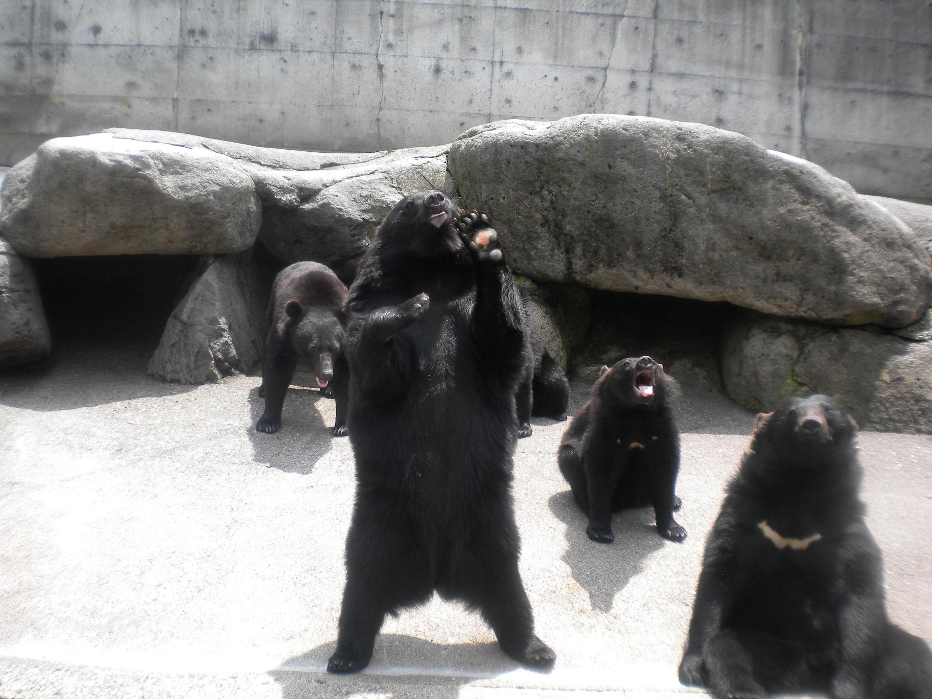奥飛騨クマ牧場 店舗直送ブログ 株式会社ホンダカーズ東海